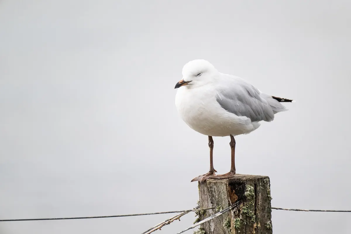 A Beginner's Guide to Island Birdwatching: Best Times, Kit and Etiquette